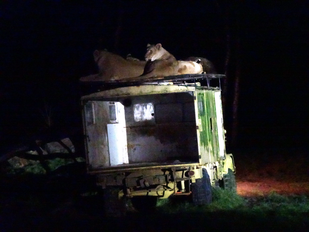 Jeep with Lions at the Safaripark Beekse Bergen, during the Winterdroom period, by night