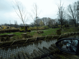 Lion area at the Safaripark Beekse Bergen, viewed from the car during the Autosafari