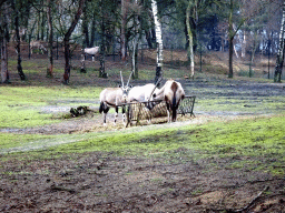 hilvarenbeek_3_004 - 518 kb - 1024x768 - Sable Antelopes at the Safaripark Beekse Bergen, viewed from the car during the Autosafari Sable Antelopes at the Safaripark Beekse Bergen, viewed from the car during the Autosafari