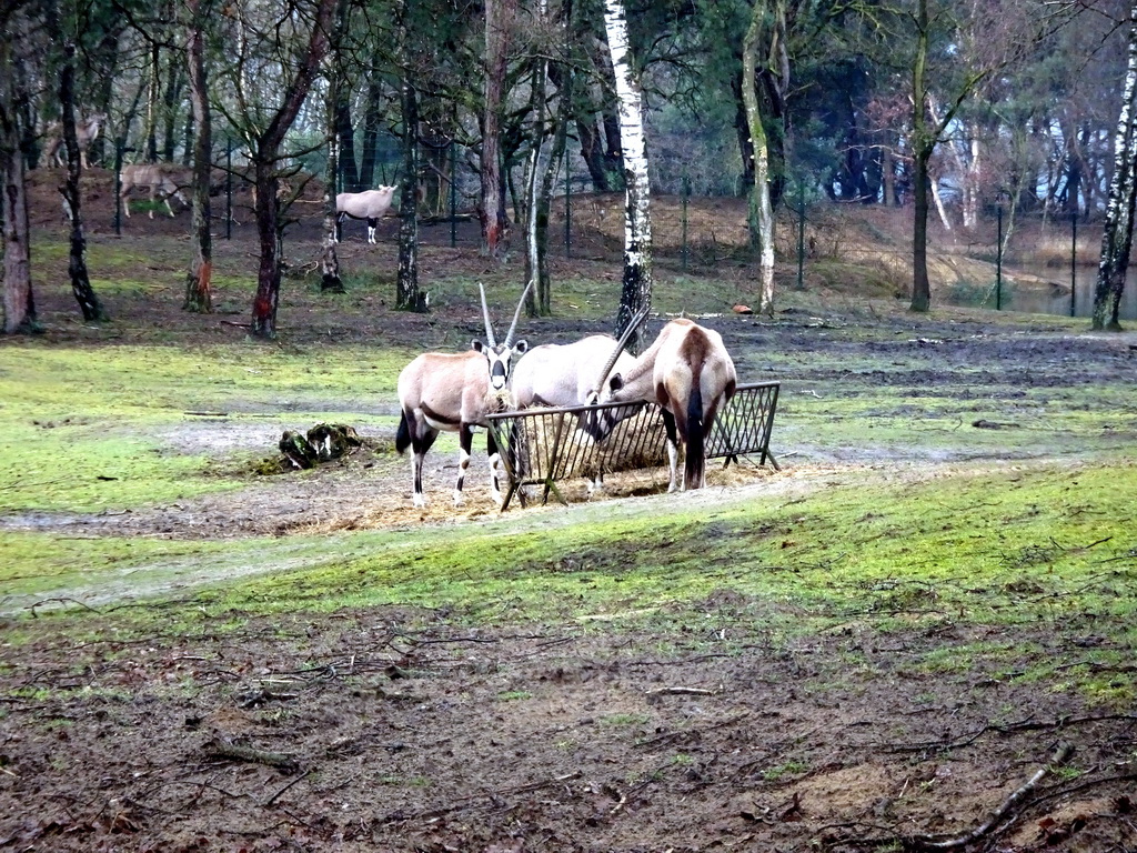 Sable Antelopes at the Safaripark Beekse Bergen, viewed from the car during the Autosafari