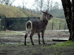 Waterbuck at the Safaripark Beekse Bergen, viewed from the car during the Autosafari