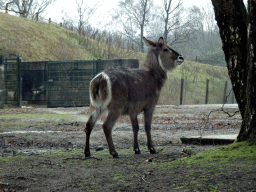 hilvarenbeek_3_005 - 386 kb - 1024x768 - Waterbuck at the Safaripark Beekse Bergen, viewed from the car during the Autosafari Waterbuck at the Safaripark Beekse Bergen, viewed from the car during the Autosafari
