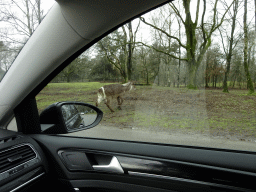 Waterbuck at the Safaripark Beekse Bergen, viewed from the car during the Autosafari