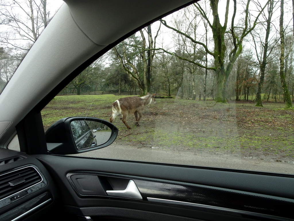 Waterbuck at the Safaripark Beekse Bergen, viewed from the car during the Autosafari
