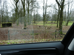 African Wild Dogs at the Safaripark Beekse Bergen, viewed from the car during the Autosafari