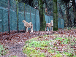 Cheetahs at the Safaripark Beekse Bergen, viewed from the car during the Autosafari