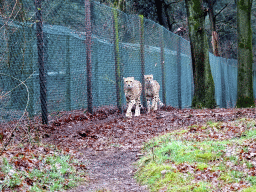 Cheetahs at the Safaripark Beekse Bergen, viewed from the car during the Autosafari