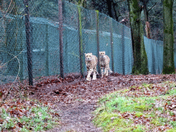 hilvarenbeek_3_009 - 591 kb - 1024x768 - Cheetahs at the Safaripark Beekse Bergen, viewed from the car during the Autosafari Cheetahs at the Safaripark Beekse Bergen, viewed from the car during the Autosafari