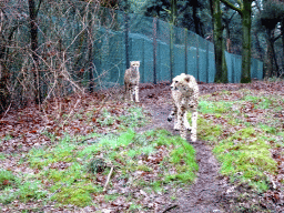 Cheetahs at the Safaripark Beekse Bergen, viewed from the car during the Autosafari