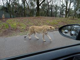 hilvarenbeek_3_011 - 447 kb - 1024x768 - Cheetah at the Safaripark Beekse Bergen, viewed from the car during the Autosafari Cheetah at the Safaripark Beekse Bergen, viewed from the car during the Autosafari