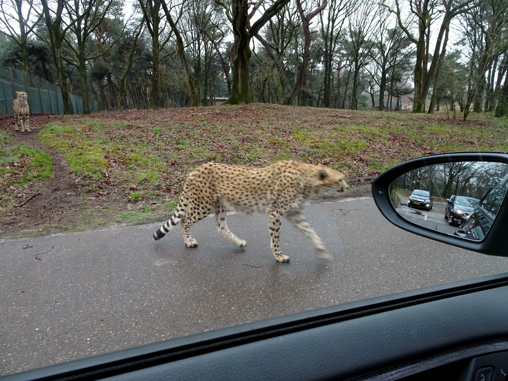 Cheetah at the Safaripark Beekse Bergen, viewed from the car during the Autosafari