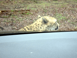 Cheetah at the Safaripark Beekse Bergen, viewed from the car during the Autosafari