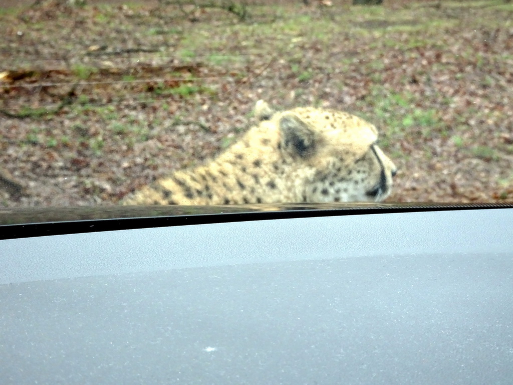 Cheetah at the Safaripark Beekse Bergen, viewed from the car during the Autosafari