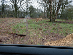 Cheetahs at the Safaripark Beekse Bergen, viewed from the car during the Autosafari