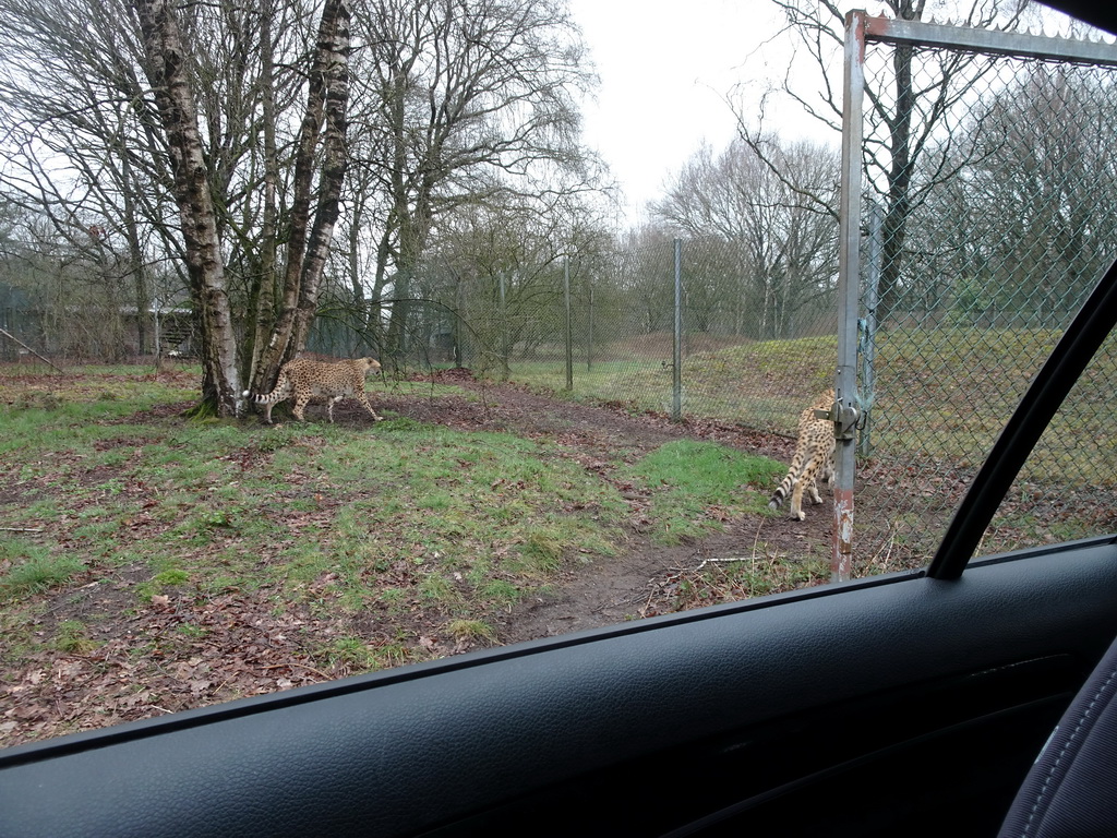 Cheetahs at the Safaripark Beekse Bergen, viewed from the car during the Autosafari