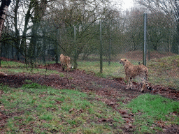 Cheetahs at the Safaripark Beekse Bergen, viewed from the car during the Autosafari