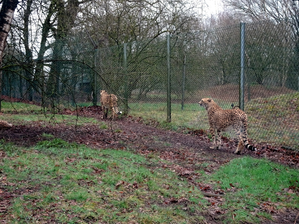 Cheetahs at the Safaripark Beekse Bergen, viewed from the car during the Autosafari