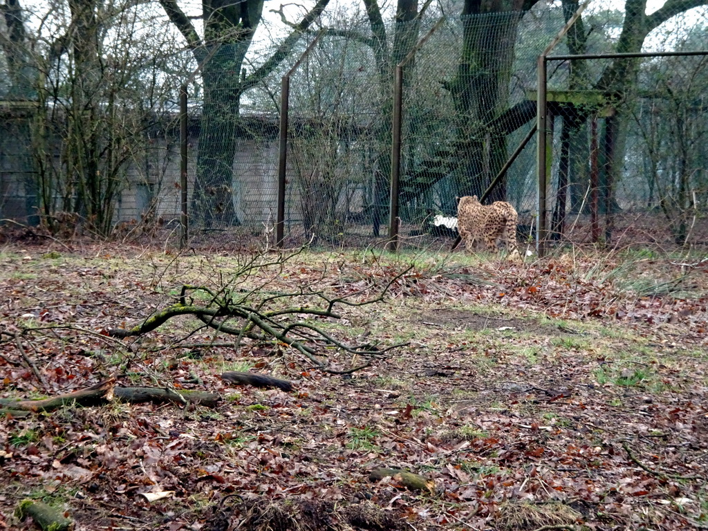 Cheetah at the Safaripark Beekse Bergen, viewed from the car during the Autosafari