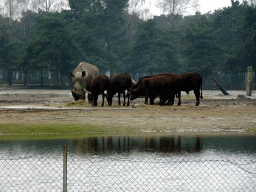 Square-lipped Rhinoceroses and African Buffalos at the Safaripark Beekse Bergen, viewed from the car during the Autosafari