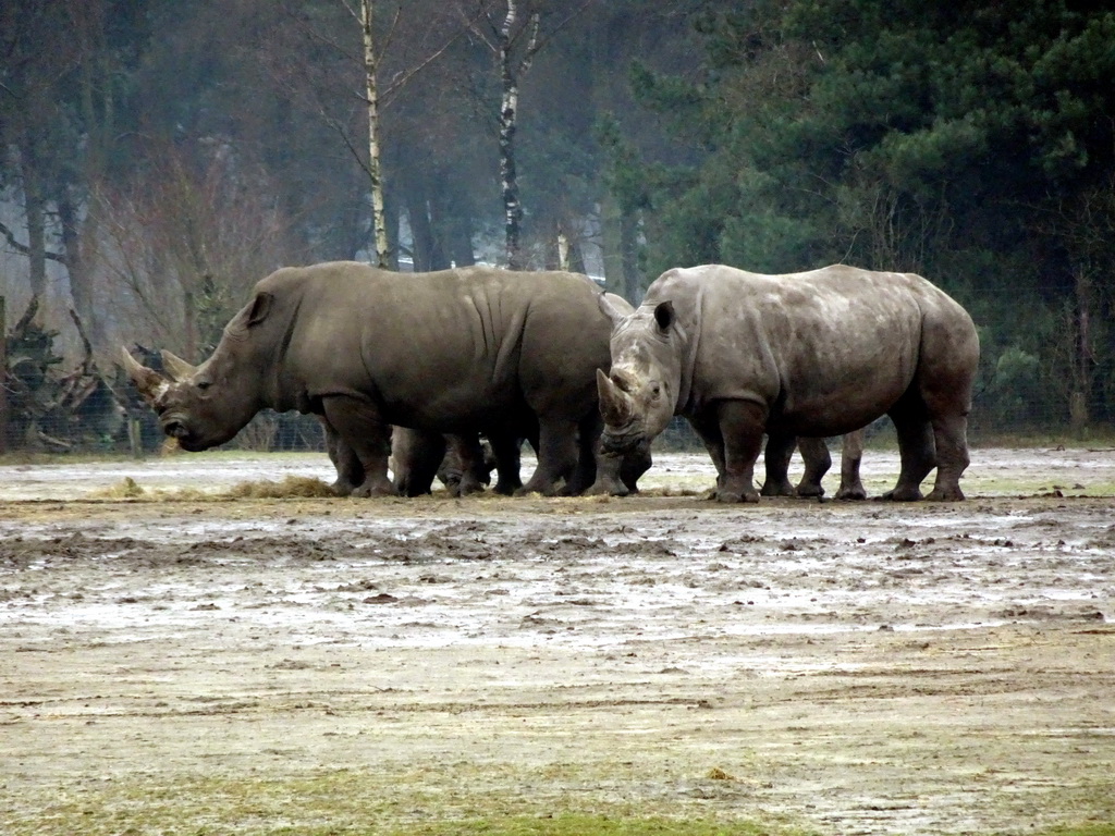 Square-lipped Rhinoceroses at the Safaripark Beekse Bergen, viewed from the car during the Autosafari