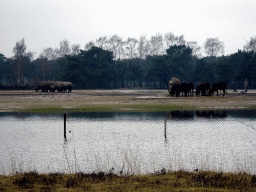 Square-lipped Rhinoceroses and African Buffalos at the Safaripark Beekse Bergen, viewed from the car during the Autosafari