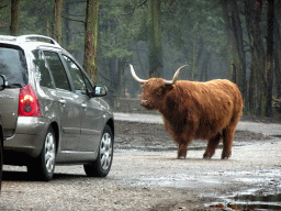 Highland Cattle at the Safaripark Beekse Bergen, viewed from the car during the Autosafari