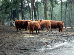 Highland Cattle at the Safaripark Beekse Bergen, viewed from the car during the Autosafari