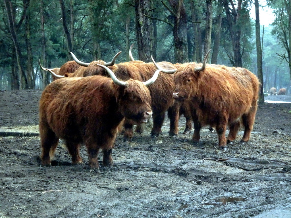 Highland Cattle at the Safaripark Beekse Bergen, viewed from the car during the Autosafari