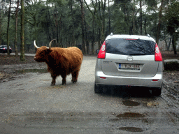 Highland Cattle at the Safaripark Beekse Bergen, viewed from the car during the Autosafari