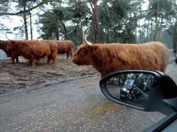 Highland Cattle at the Safaripark Beekse Bergen, viewed from the car during the Autosafari