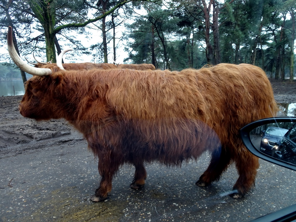 Highland Cattle at the Safaripark Beekse Bergen, viewed from the car during the Autosafari