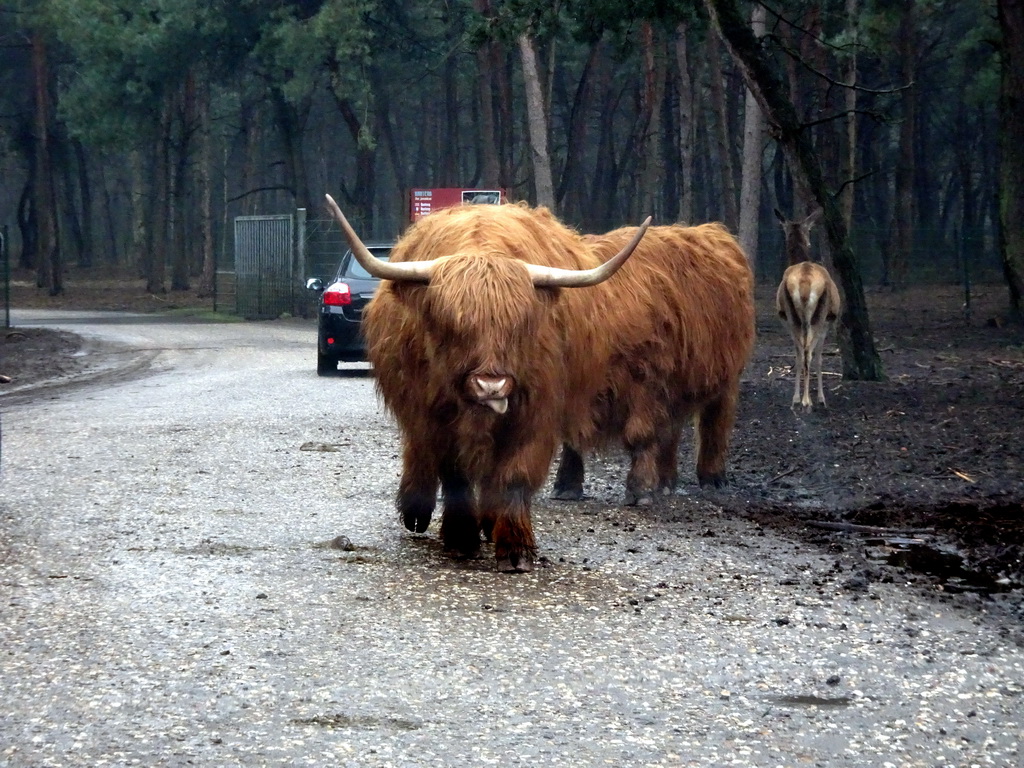 Highland Cattle and a European Red Deer at the Safaripark Beekse Bergen, viewed from the car during the Autosafari