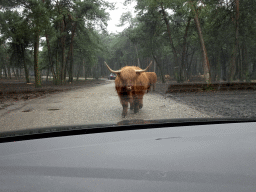 Highland Cattle and European Red Deer at the Safaripark Beekse Bergen, viewed from the car during the Autosafari