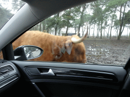 Highland Cattle at the Safaripark Beekse Bergen, viewed from the car during the Autosafari