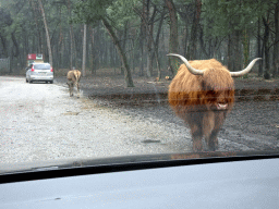 Highland Cattle and European Red Deer at the Safaripark Beekse Bergen, viewed from the car during the Autosafari