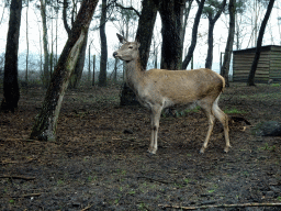 European Red Deer at the Safaripark Beekse Bergen, viewed from the car during the Autosafari