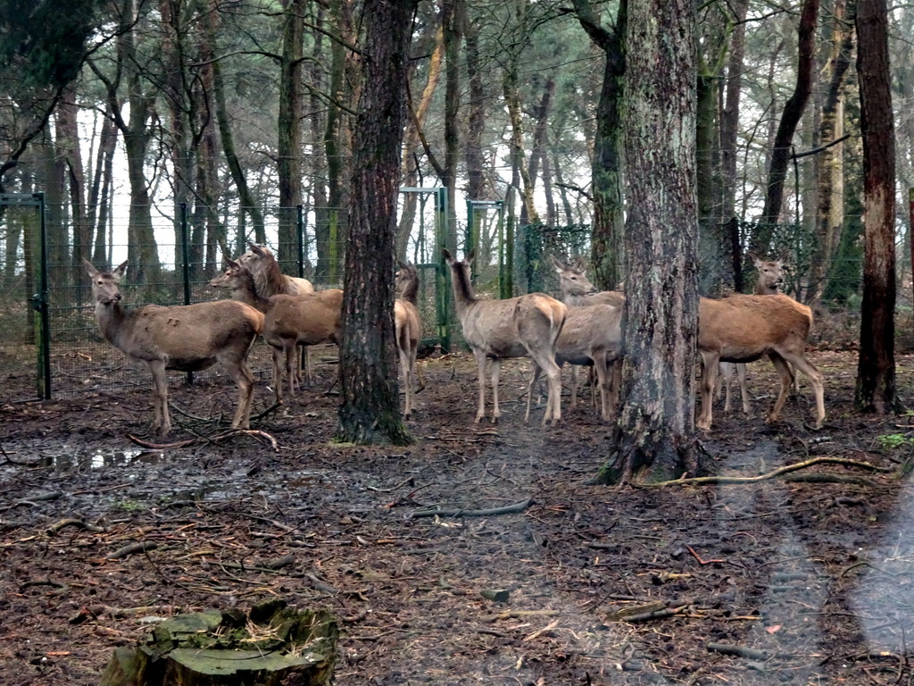 European Red Deer at the Safaripark Beekse Bergen, viewed from the car during the Autosafari