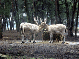 Père David`s Deer at the Safaripark Beekse Bergen, viewed from the car during the Autosafari