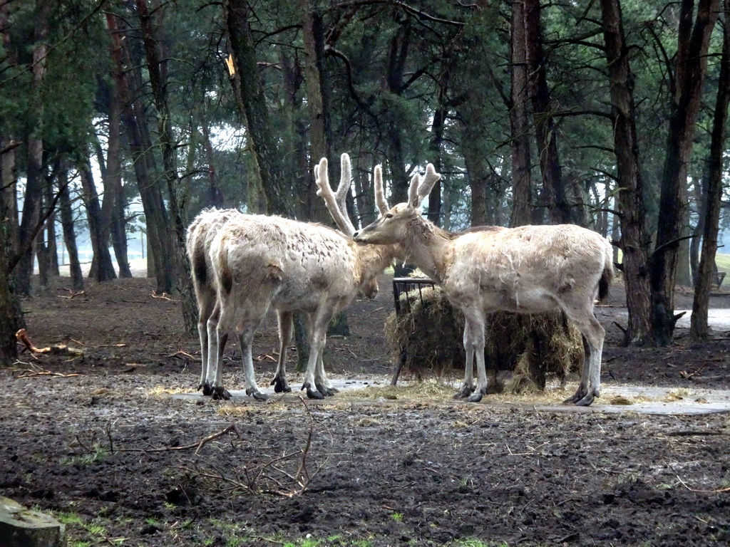 Père David`s Deer at the Safaripark Beekse Bergen, viewed from the car during the Autosafari