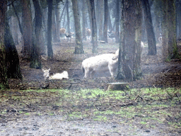 Père David`s Deer and Bantengs at the Safaripark Beekse Bergen, viewed from the car during the Autosafari