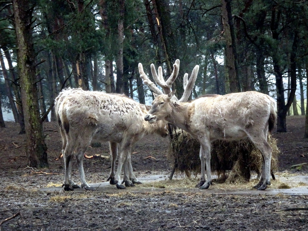 Père David`s Deer at the Safaripark Beekse Bergen, viewed from the car during the Autosafari