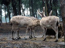 Père David`s Deer at the Safaripark Beekse Bergen, viewed from the car during the Autosafari