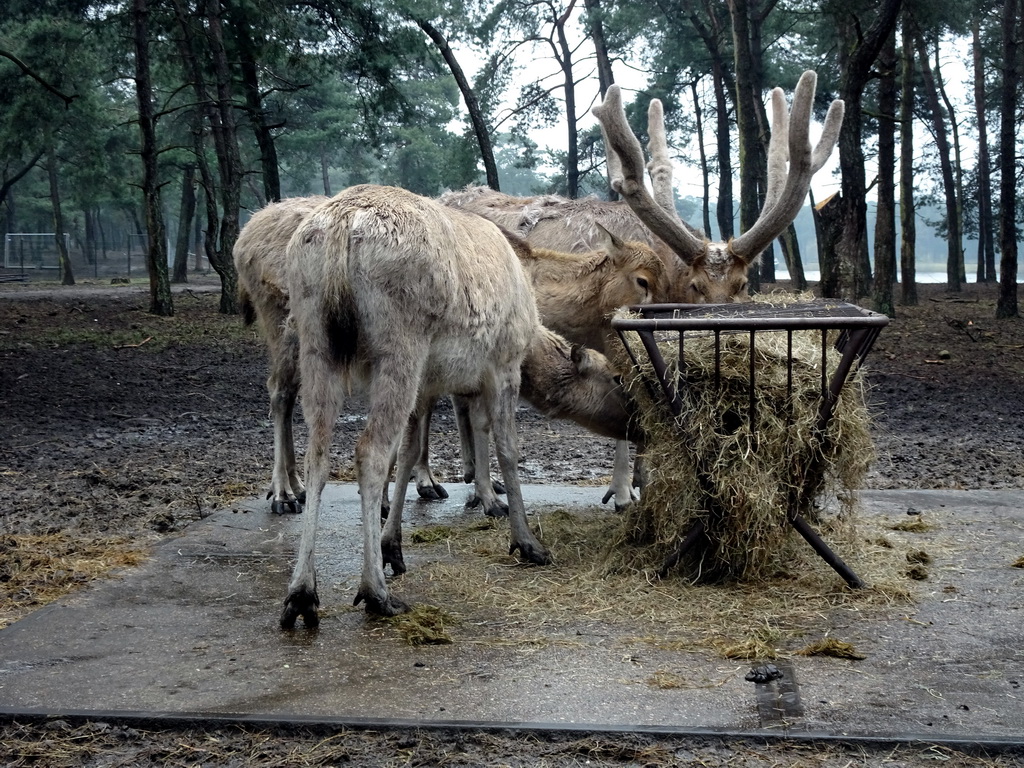 Père David`s Deer at the Safaripark Beekse Bergen, viewed from the car during the Autosafari