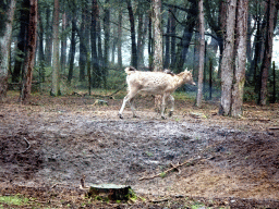 Père David`s Deer at the Safaripark Beekse Bergen, viewed from the car during the Autosafari