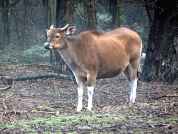 Banteng at the Safaripark Beekse Bergen, viewed from the car during the Autosafari
