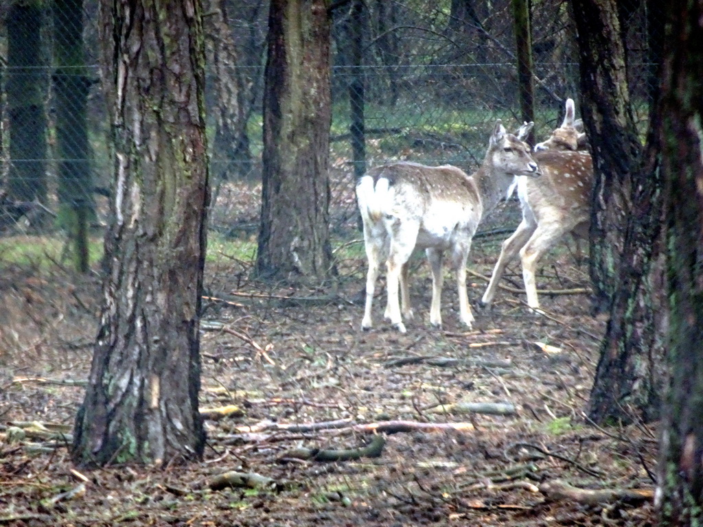 Père David`s Deer at the Safaripark Beekse Bergen, viewed from the car during the Autosafari