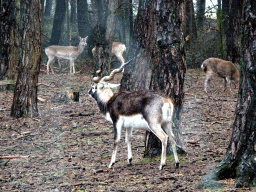 Blackbuck and Père David`s Deer at the Safaripark Beekse Bergen, viewed from the car during the Autosafari