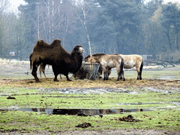 Camel and Przewalski`s Horses at the Safaripark Beekse Bergen, viewed from the car during the Autosafari