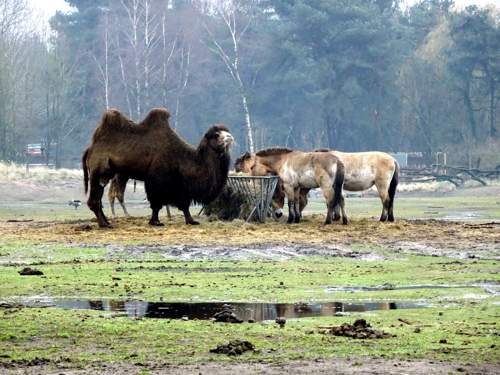 Camel and Przewalski`s Horses at the Safaripark Beekse Bergen, viewed from the car during the Autosafari