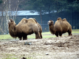 Camels at the Safaripark Beekse Bergen, viewed from the car during the Autosafari